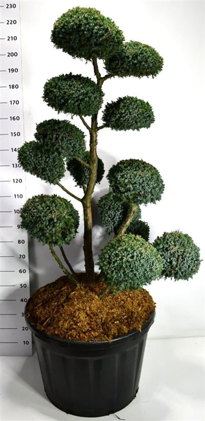 Kinesisk en – Juniperus chinensis 'Blue Alps' - C180 140-160 cm. Bonsai